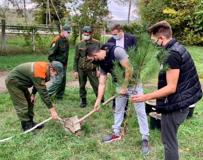 В Геленджике молодежь высадила сосны на территории школ